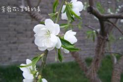 花语比较虐心的花的十种花