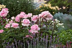 8款超级大花的月季品种推荐