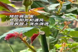 10月月季养护攻略：如何开好秋花