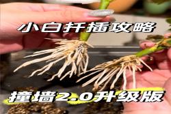 月季花扦插最易活的方法