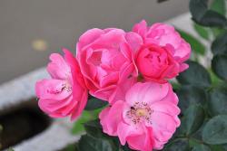 月季单瓣和重瓣的区别