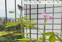 含羞草在什么季节开放