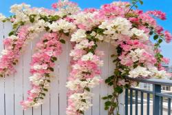 10种公认阳台最好养的花