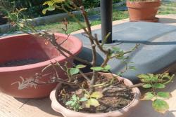 月季老化了怎么办