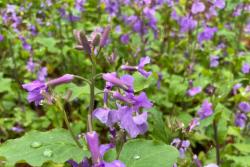 二月兰名字的由来