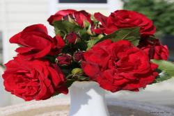 皇家红 Royal Red