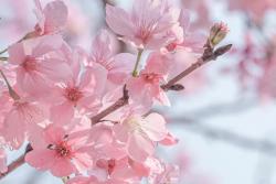 樱花是先开花后长叶吗？