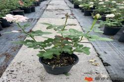 月季牙签苗养多久能变成中苗