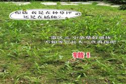草坪播种需要避开的四个雷区