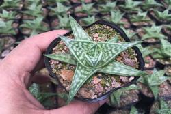 翠花掌的养护方法和注意事项