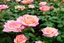 爱的呼吸 Rhoslyn