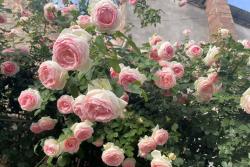 为什么单季开花的龙沙宝石依旧是春季最热销的藤本月季品种