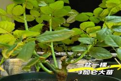 拯救“激素苗”全攻略