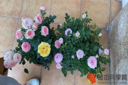 花园里种植月季，密度如何来控制？