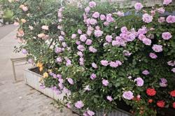 小型藤本月季种植首推蓝色阴雨