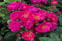 芳香剪影 Perfumy Siluetta