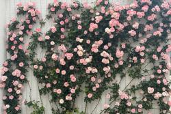 藤本月季品种选择没必要追求四季开花