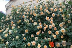 怎样让月季花多开花