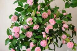 茶花的养殖方法和注意事项