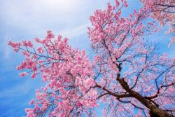 樱花什么时候开花