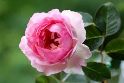 月季伊芙贵族香水的优缺点