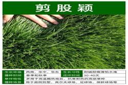 10种常见草坪品种特征详解