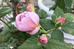 薰衣草花环是藤本还是灌木