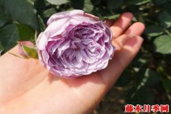 月季青金石的优缺点解析