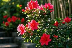 杜鹃花的花语和象征意义