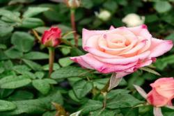 爱的呼吸 Rhoslyn