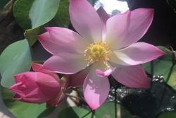 睡莲几点开花，几点闭合