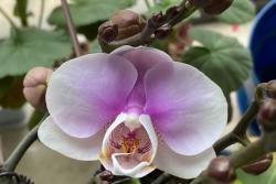 蝴蝶兰几点开花？