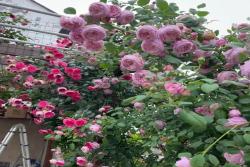 详解自由精神月季的优缺点