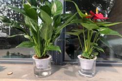 一帆风顺花什么时候开花