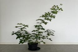 月季疯长不开花怎么办