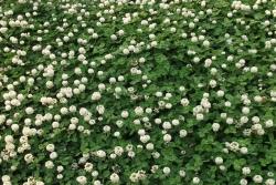 月季花下面可以种什么花