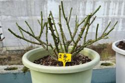 月季花修剪时间和方法