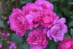 月季伊芙蓝宝石优缺点分析