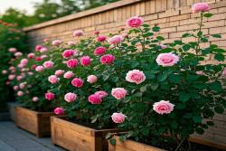 懒人如何养爆月季