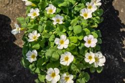 酢浆草有多少品种