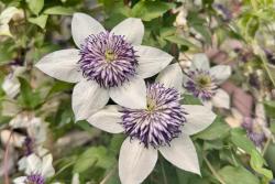 铁线莲新手养护攻略