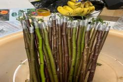 手把手教你嫁接棒棒糖月季