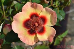 月季单瓣和重瓣的区别