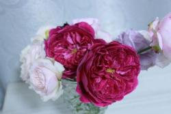 芳香花园月季怎么样