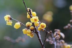 十一月份开什么花