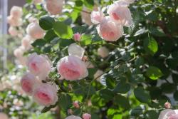 月季花苞垂头有什么挽救方法