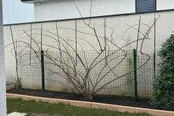 藤本月季的修剪和牵引详细攻略