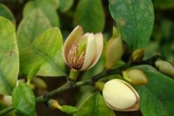 含笑花花期是几月份