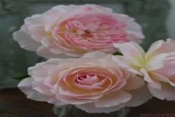 洋/梅克林花边Malines