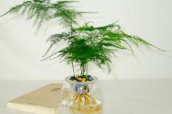 为什么家里不能养文竹？